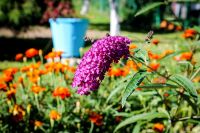 IMG_3711